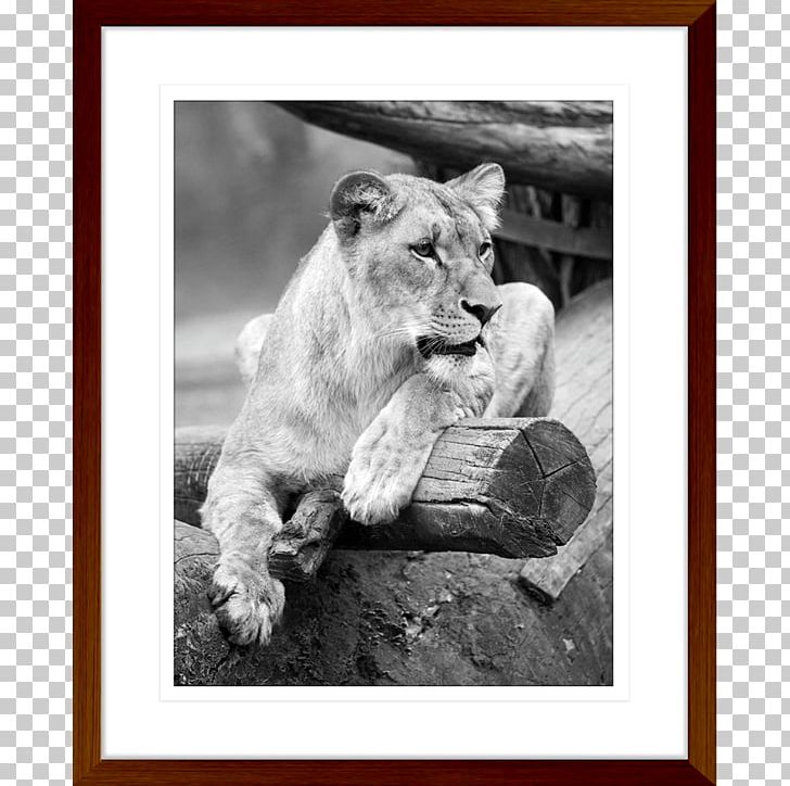 Lion Cat Tiger Wildlife African Elephant PNG, Clipart, African Animals, African Elephant, Animal, Art, Big Cat Free PNG Download