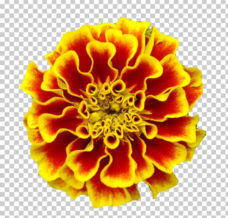 Mexican Marigold Marigolds Tattoo Birth Flower PNG, Clipart, Birth, Birth Flower, Botanical, Common Sunflower, Daisy Family Free PNG Download