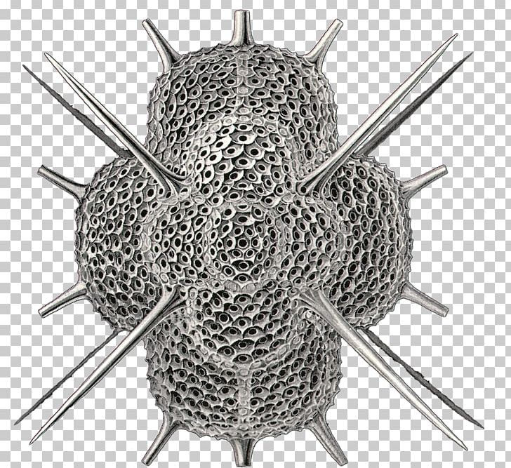 Radiolaria Forams Skeleton Protist Spumellaria PNG, Clipart, Ancient, Cartoon, Diagram, Eukaryote, Fantasy Free PNG Download