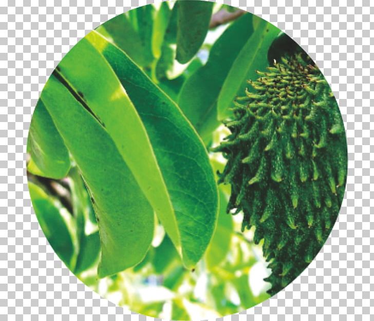 Soursop Fruit Tree Sapodilla Cancer PNG, Clipart, Annona, Auglis, Cancer, Fruit, Fruit Tree Free PNG Download