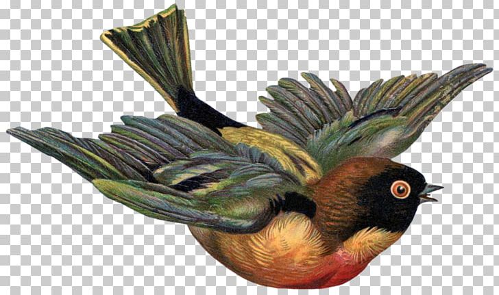 Bird Victorian Era PNG, Clipart, Beak, Bird, Birdcage, Bird Cage, Bird Egg Free PNG Download