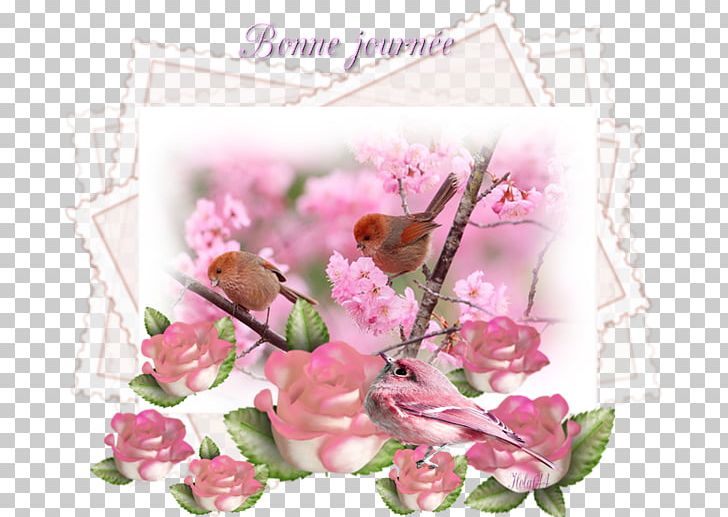 Garden Roses Desktop Bird Немцов мост Flower PNG, Clipart, Animals, Artificial Flower, Bird, Blossom, Cherry Blossom Free PNG Download