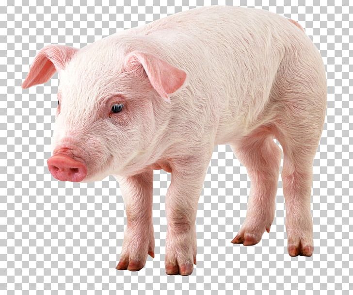 Domestic Pig PNG, Clipart, Animals, Computer Icons, Domestic Pig, Image File Formats, Image Resolution Free PNG Download