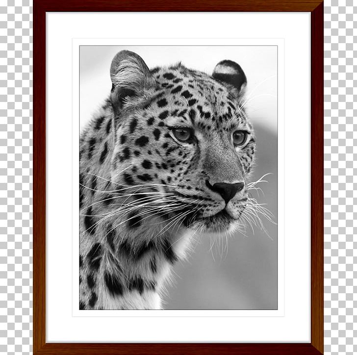 Felidae Black Panther Bengal Cat Wildcat Cheetah PNG, Clipart, Bengal Cat, Big Cat, Big Cats, Black And White, Black Panther Free PNG Download