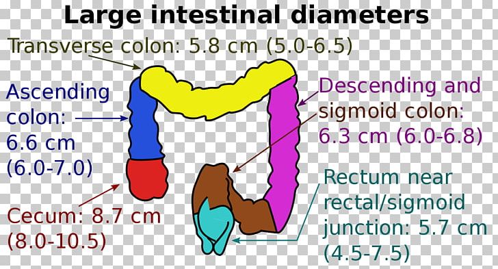 Large Intestine Descending Colon Small Intestine Cecum Ascending Colon PNG, Clipart, Anatomy, Angle, Area, Ascending Colon, Cecum Free PNG Download