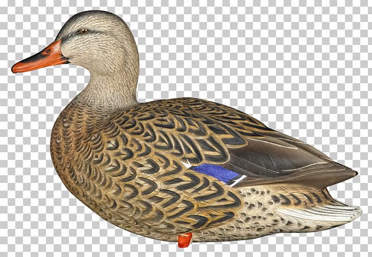 Mallard Goose Duck Decoy Bird PNG, Clipart, Animals, Anseriformes, Beak, Bird, Bluewinged Teal Free PNG Download