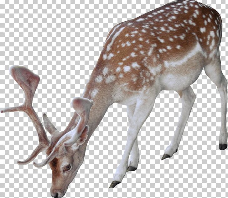 White-tailed Deer Animal PNG, Clipart, Animal, Animals, Antler, Deer, Fauna Free PNG Download