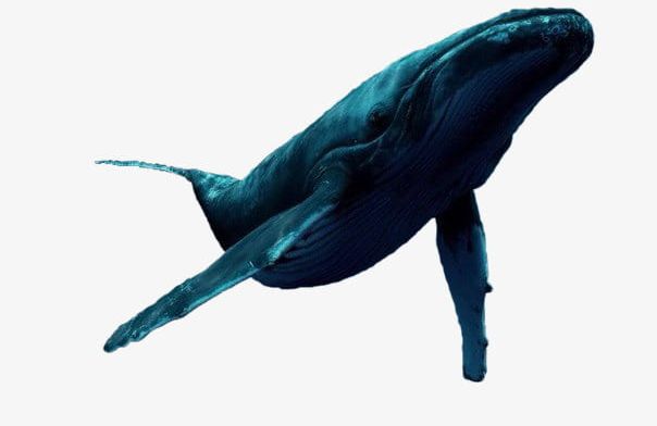 Blue Whale PNG, Clipart, Aquatic, Aquatic Creatures, Blue, Blue Clipart, Creatures Free PNG Download