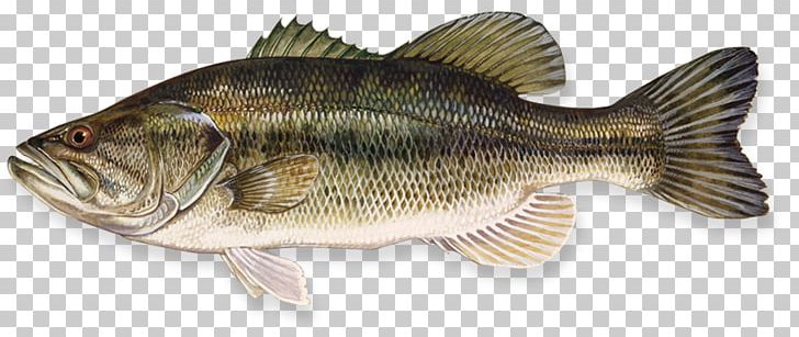Largemouth Bass Smallmouth Bass Bass Fishing PNG, Clipart, Angling, Animal Figure, Bass, Bass Fishing, Bony Fish Free PNG Download
