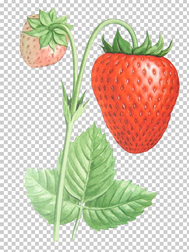 Musk Strawberry Food PNG, Clipart, Adobe Premiere Pro, Berry, Bilberry, Desktop Wallpaper, Diet Food Free PNG Download