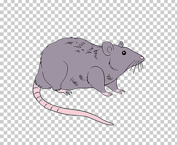 Rodent Mouse Drawing Brown Rat Black Rat PNG, Clipart, Amp, Animals, Beaver, Black Rat, Brown Rat Free PNG Download