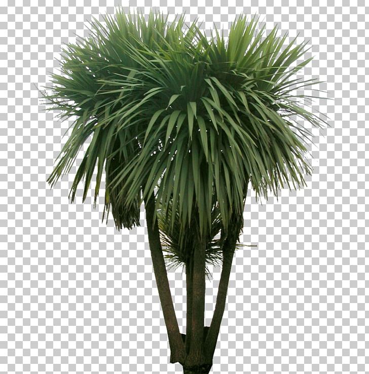 Tree Arecaceae Plant Fern Landscape PNG, Clipart, Arbusto, Arecaceae, Arecales, Borassus Flabellifer, Cyathea Cooperi Free PNG Download