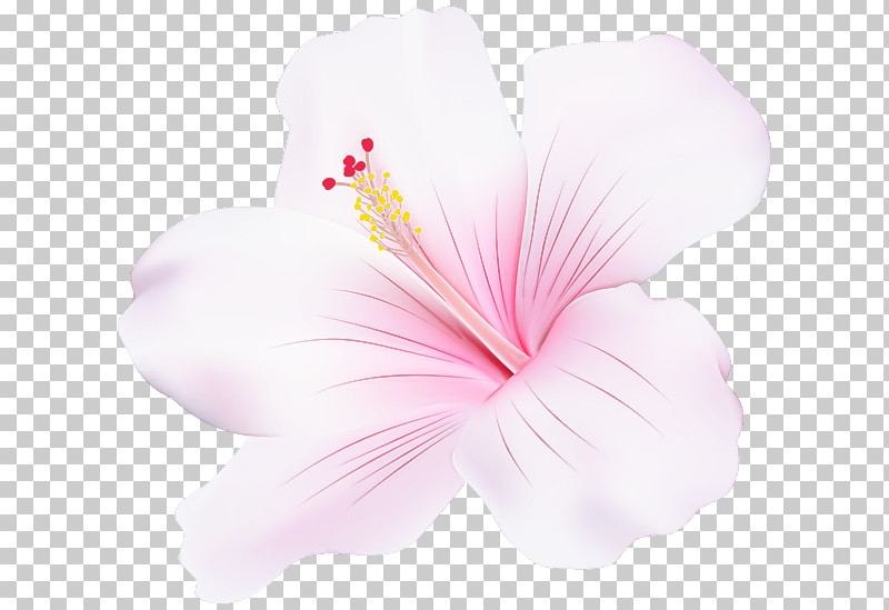 Hibiscus Pink Petal Chinese Hibiscus Hawaiian Hibiscus PNG, Clipart, Chinese Hibiscus, Flower, Hawaiian Hibiscus, Hibiscus, Mallow Family Free PNG Download