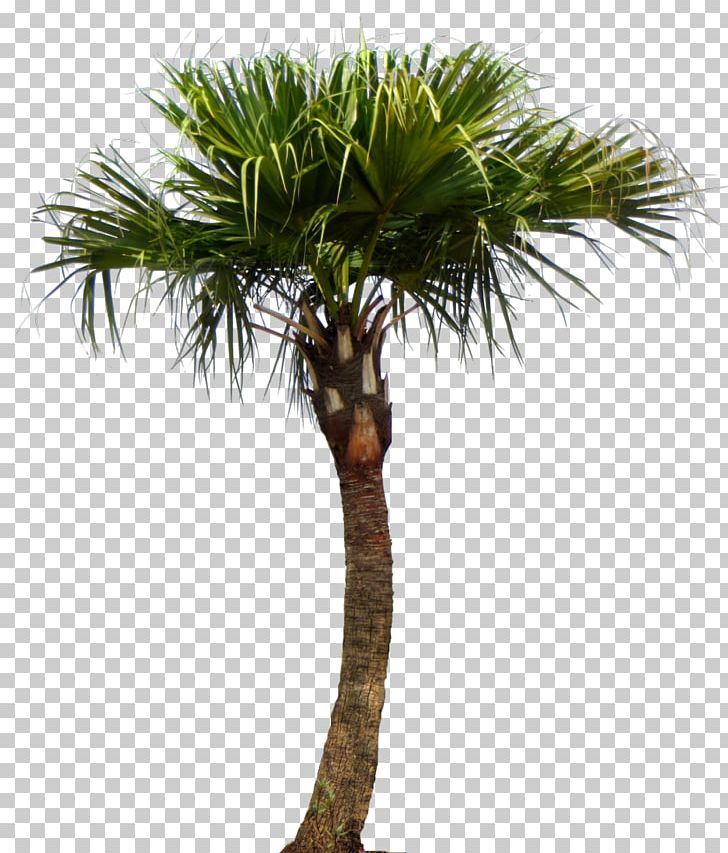 Asian Palmyra Palm Livistona Chinensis Palm Trees Trachycarpus Fortunei PNG, Clipart, Arecales, Asian Palmyra Palm, Attalea, Borassus Flabellifer, Date Palm Free PNG Download