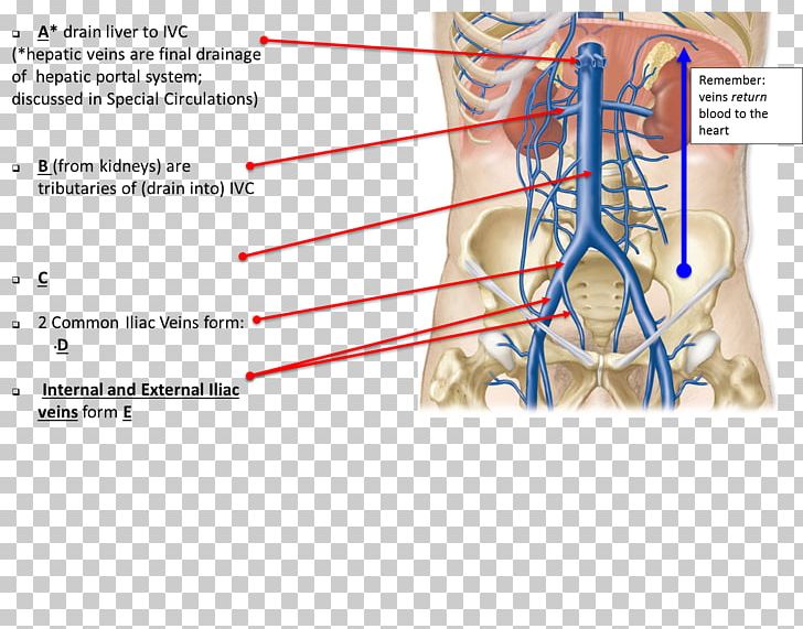 Blood Vessel Nerve Finger Jaw Neck PNG, Clipart, Abdomen, Angle, Area, Arm, Blood Free PNG Download