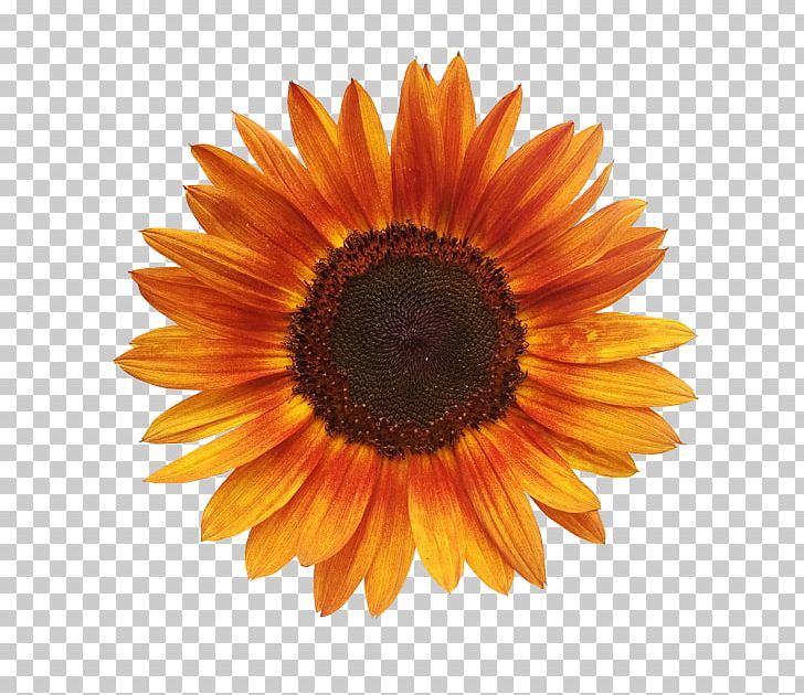 Common Sunflower Sunflower Seed Vase With Twelve Sunflowers Red Sunflower PNG, Clipart, Annual Plant, Blanket Flowers, Closeup, Common Sunflower, Daisy Family Free PNG Download