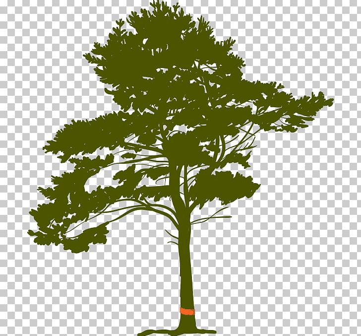 Pine Tree Root PNG, Clipart, Branch, Drawing, Eastern White Pine, Fir, Grass Free PNG Download