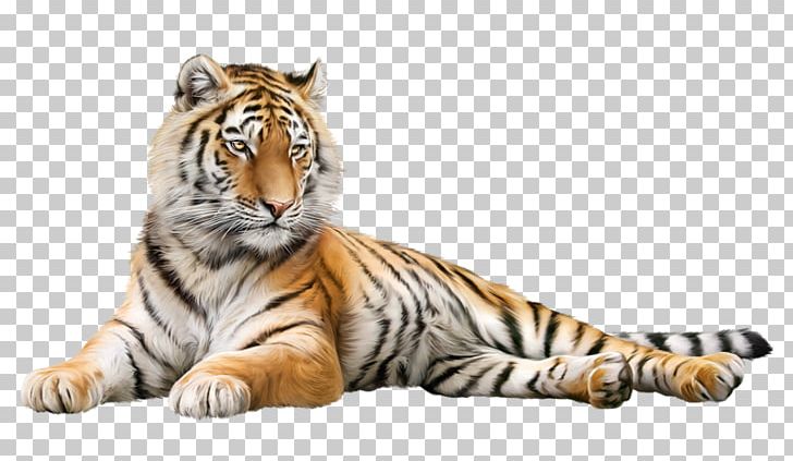 Tiger Lion Cat Gray Wolf Whiskers PNG, Clipart, Animal, Animals, Barre, Bear, Big Cat Free PNG Download