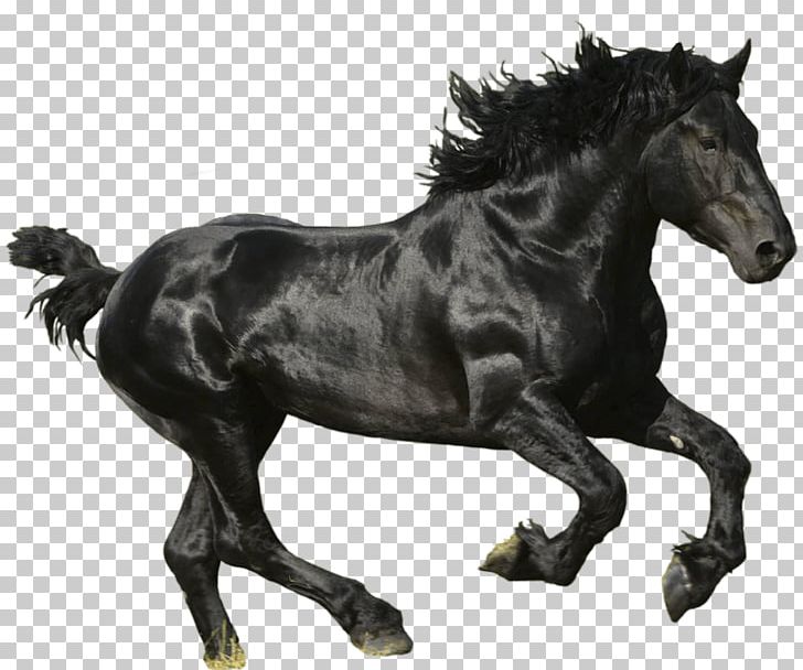 American Paint Horse Mustang Thoroughbred Trakehner Black PNG, Clipart, Animals, Art, Black, Catoftheday, Drawing Free PNG Download
