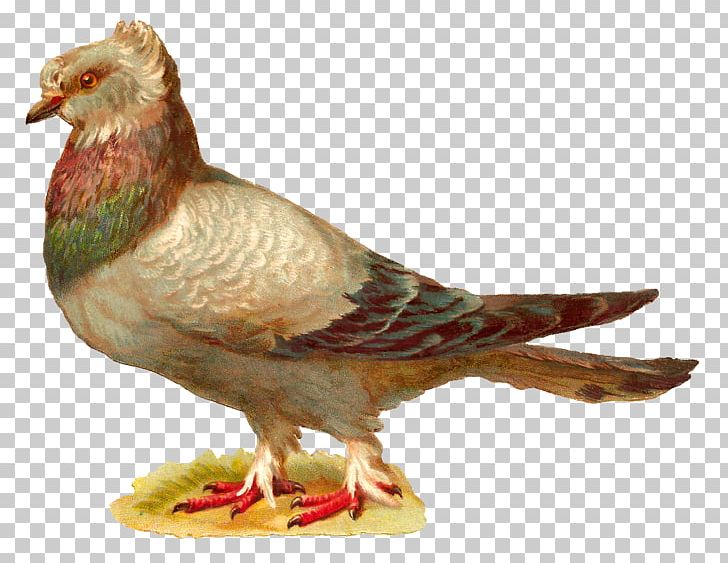 English Carrier Pigeon Homing Pigeon Bird Fancy Pigeon PNG, Clipart, Animals, Beak, Bird, Breed, Chicken Free PNG Download