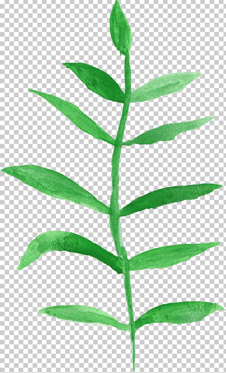 Leaf Watercolor Painting Plant Stem PNG, Clipart, Branch, Com, Download, Flower, Herb Free PNG Download