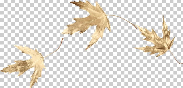 Maple Leaf PNG, Clipart, Autumn, Blog, Branch, Clip Art, Commodity Free PNG Download