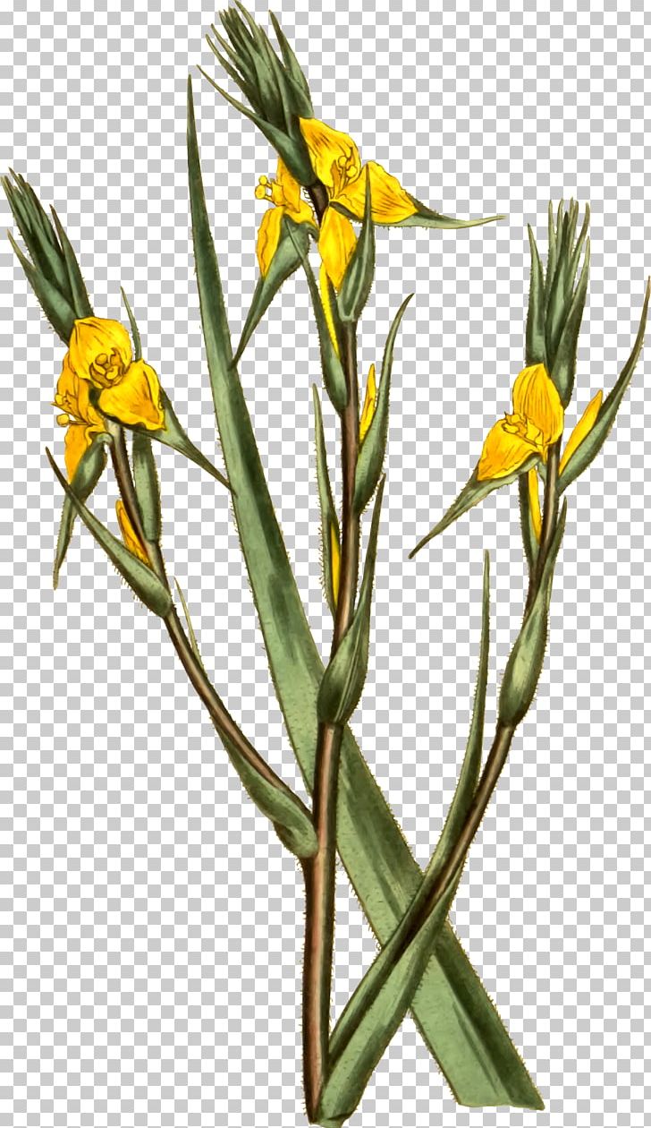 Philydraceae Philydrum Botany Helmholtzia Flower PNG, Clipart,  Free PNG Download