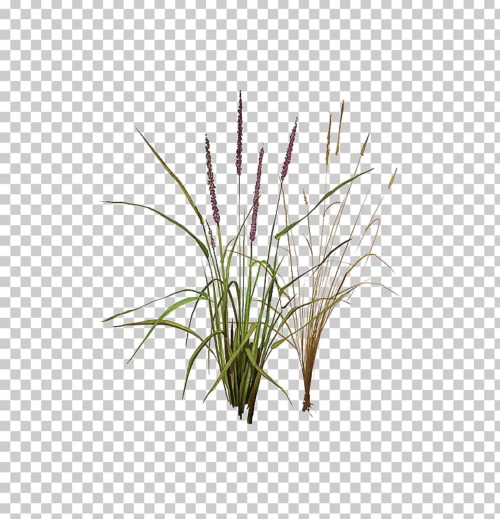 Sweet Grass Vetiver Lemongrass Phragmites Plant Stem PNG, Clipart, Aquarium, Aquarium Decor, Chrysopogon, Chrysopogon Zizanioides, Commodity Free PNG Download