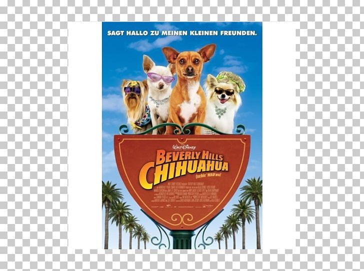 Beverly Hills Chihuahua 3: Viva La Fiesta! Film Cinema PNG, Clipart, Advertising, Banner, Beverly , Beverly Hills, Beverly Hills Chihuahua 2 Free PNG Download