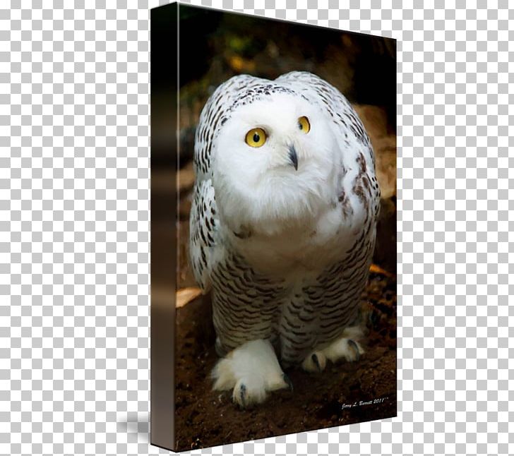 Bird Snowy Owl Barn Owl Northern Hawk-owl Beak PNG, Clipart, Animal, Arctic, Barn Owl, Beak, Bird Free PNG Download