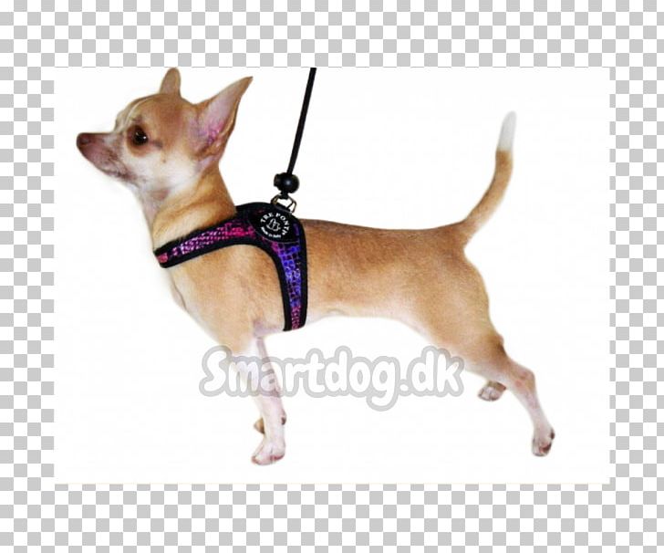 Chihuahua Puppy Yorkshire Terrier Dog Breed Dog Harness PNG, Clipart, Animals, Assistance Dog, Carnivoran, Chihuahua, Companion Dog Free PNG Download