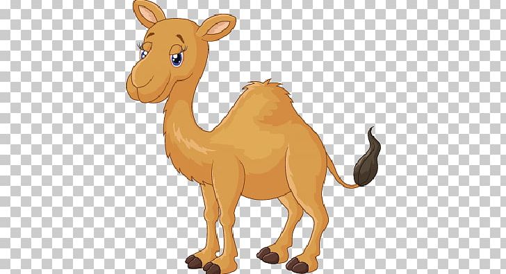 IStock PNG, Clipart, Animal Figure, Arabian Camel, Art, Camel, Camel Cartoon Free PNG Download