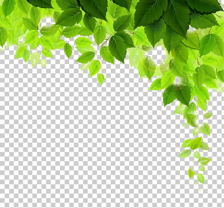 Plant Desktop Tree PNG, Clipart, Branch, Computer Wallpaper, Desktop Wallpaper, Food Drinks, Grass Free PNG Download