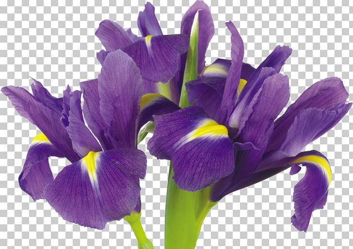 Flower Iris Versicolor Stock Photography Iris Spuria Purple PNG, Clipart, Blume, Color, Crocus, Flower, Flowering Plant Free PNG Download