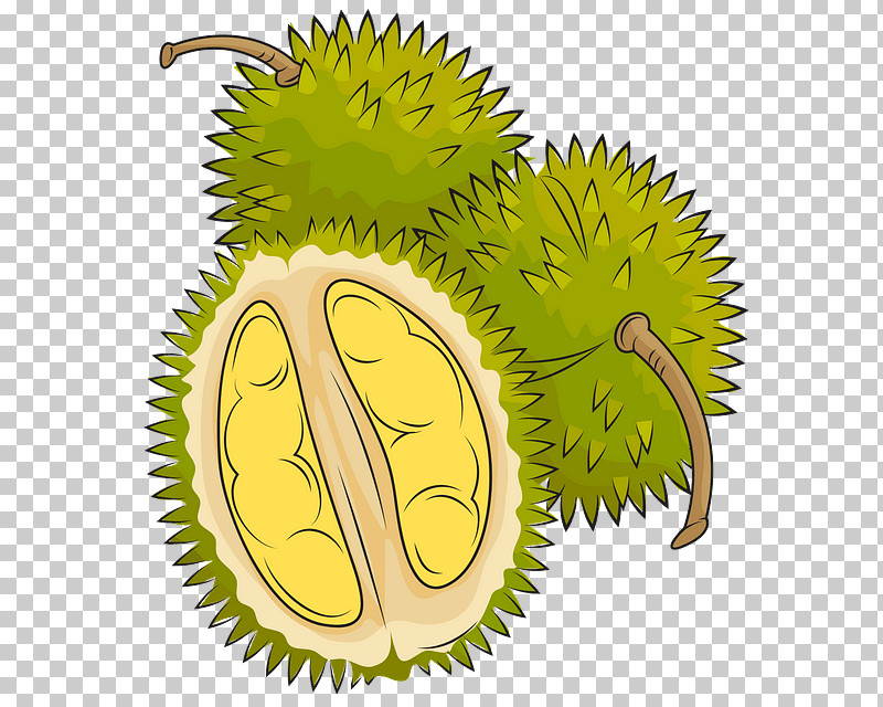 Durian Fruit Plant Food Artocarpus PNG, Clipart, Artocarpus, Durian, Food, Fruit, Plant Free PNG Download