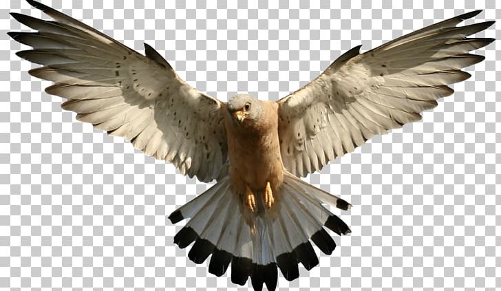 Bald Eagle PNG, Clipart, Accipitriformes, Animals, Bald Eagle, Beak, Bird Free PNG Download