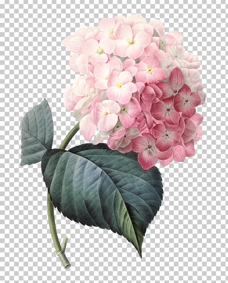 French Hydrangea Pink Flowers PNG, Clipart, Art, Botanical Illustration, Cornales, Cut Flowers, Decoupage Free PNG Download