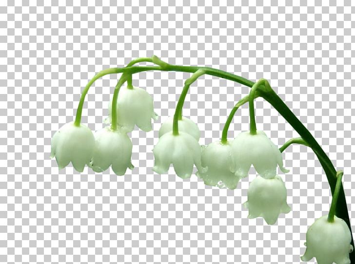 Lily Of The Valley Plant Stem Photography PNG, Clipart, 1 May, 2017, Anime, Branch, Brin Free PNG Download