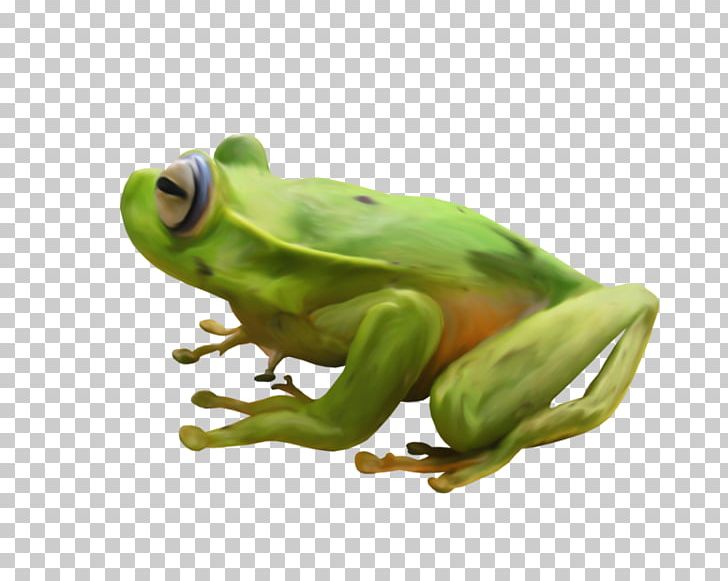 True Frog Tree Frog Toad PNG, Clipart, Amphibian, Animals, Fleur, Frog, Glitter Gif Free PNG Download