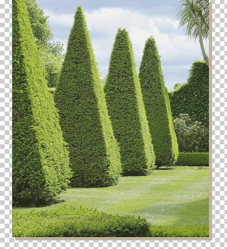 Box Garden Design Knot Garden PNG, Clipart, Biome, Box, Conifer, English Landscape Garden, Evergreen Free PNG Download