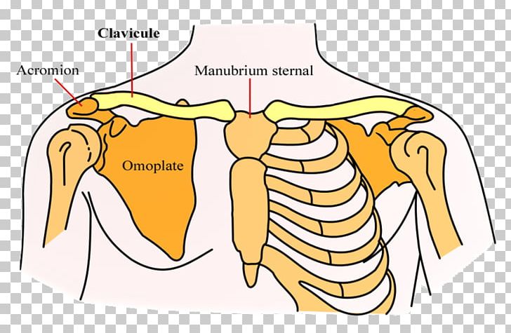 Clavicle Scapula Bone Shoulder Girdle PNG, Clipart, Acromion, Angle, Area, Arm, Bone Free PNG Download