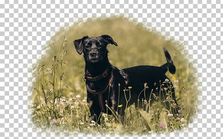 Dog Breed Crossbreed Razas Nativas Vulnerables PNG, Clipart, Breed, Carnivoran, Crossbreed, Dog, Dog Breed Free PNG Download