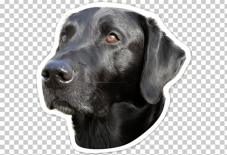 Labrador Retriever Flat-Coated Retriever Dog Breed Borador PNG, Clipart, Borador, Breed, Bumper, Bumper Sticker, Car Free PNG Download