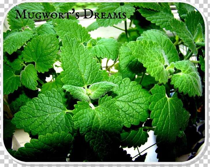 Lemon Balm Herbalism ESTX BA.RES.30-15 NR DL Perilla Groundcover PNG, Clipart, Catnip, Groundcover, Herb, Herbalism, Leaf Free PNG Download