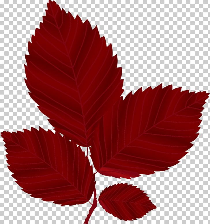 Red Leaf Autumn PNG, Clipart, Adobe Illustrator, Autumn, Autumn Leaves, Download, Dwg Free PNG Download