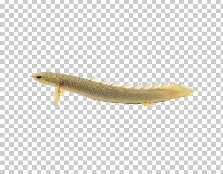 Tropical Fish Tropics Gratis PNG, Clipart, Animal, Animals, Animation, Aquarium Fish, Asian Arowana Free PNG Download