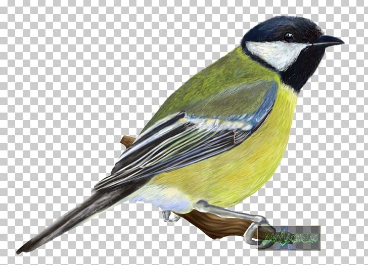 Finches Bird Great Tit Eurasian Blue Tit American Sparrows PNG, Clipart, American Sparrows, Animal, Animals, Atlantic Canary, Beak Free PNG Download