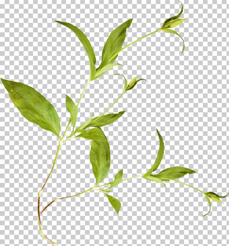 Flower Plant Stem KATILIM 30 Herb PNG, Clipart, 2014, 2017, Branch, Cicek, Cicek Resimleri Free PNG Download