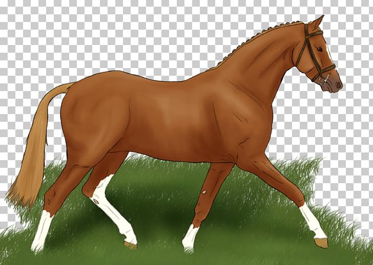 Foal Bridle Mare Mane Mustang PNG, Clipart, Bit, Bridle, Colt, English Riding, Equestrian Free PNG Download