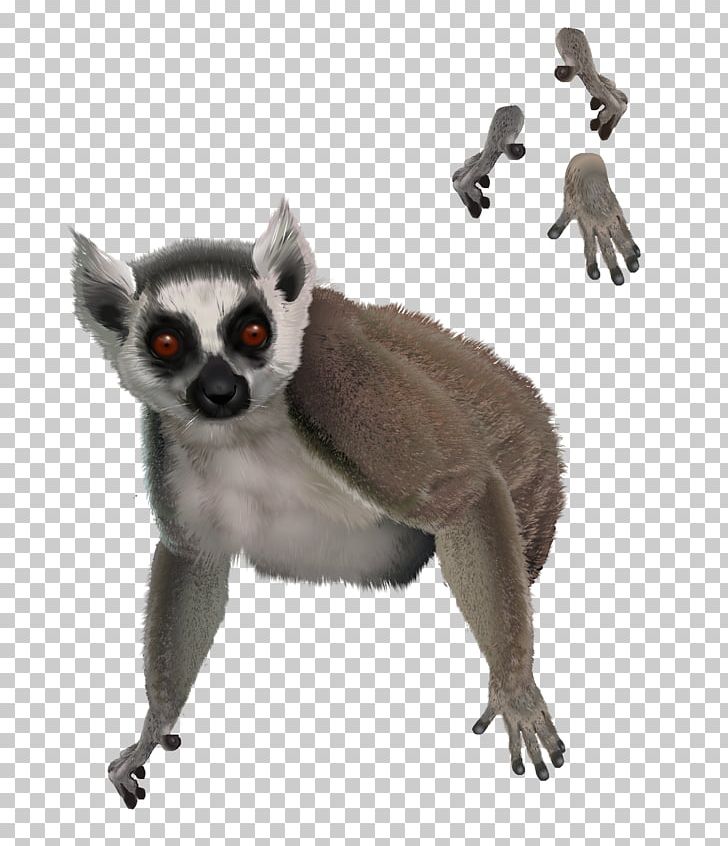 Lemur Primate Drawing Dog Animal PNG, Clipart, Animal, Character, Color, Dog, Drawing Free PNG Download